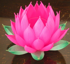 Lotus Flower